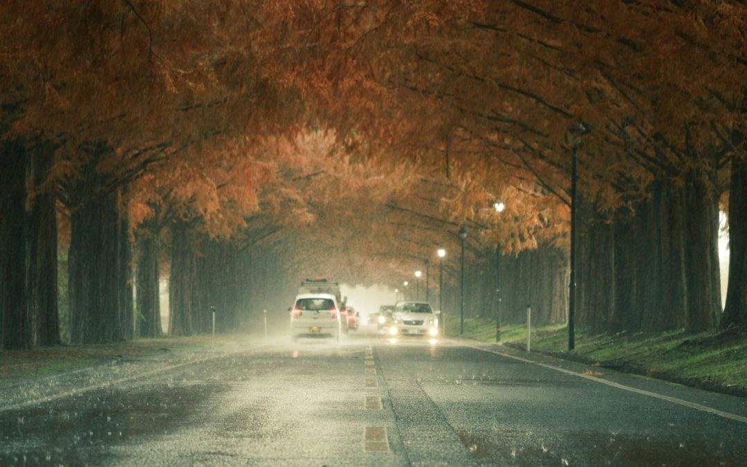 Regennasse Allee mit herbstlich gefärbten Bäumen, entgegenkommende Autos mit eingeschaltetem Licht