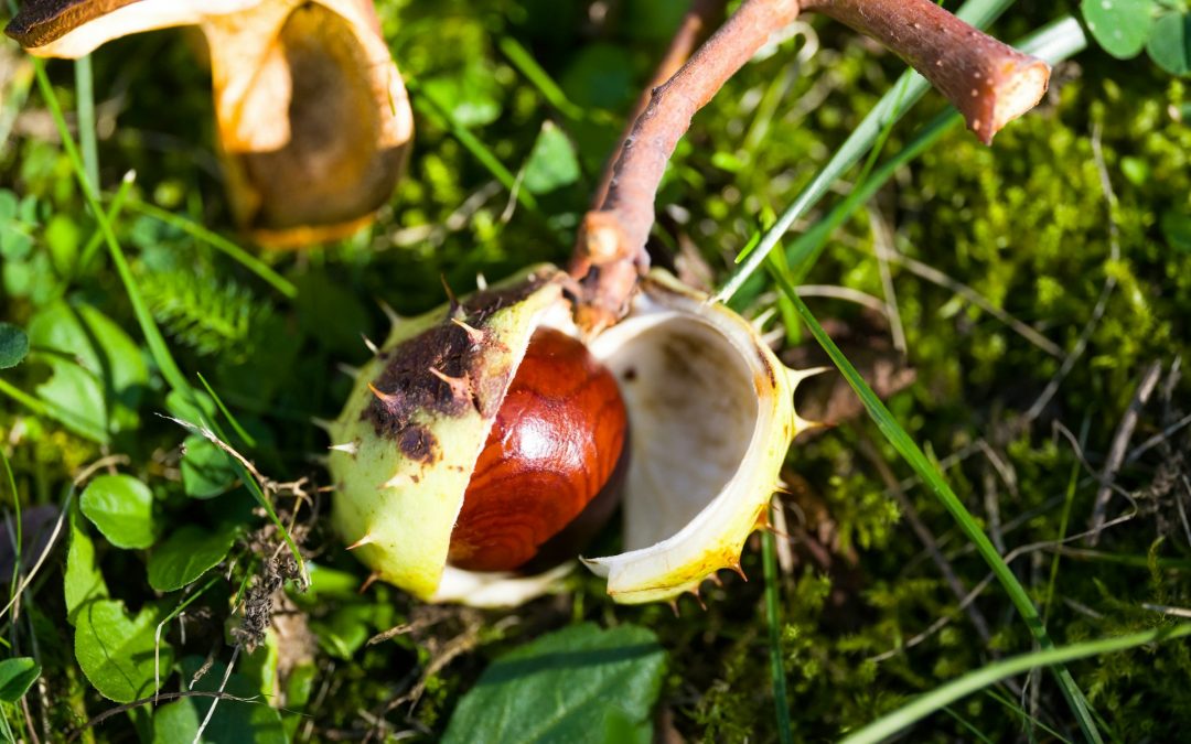 Eine glänzende Rosskastanie liegt in ihrer aufgeplatzten stacheligen Schale im Gras